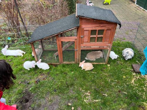 Dwerghangoor konijntjes 3 rammen kleur wit.