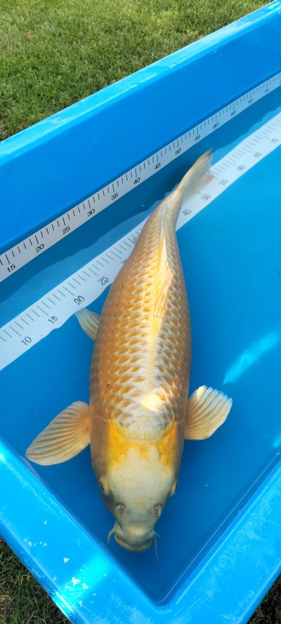 Yamabuki 63 cm
