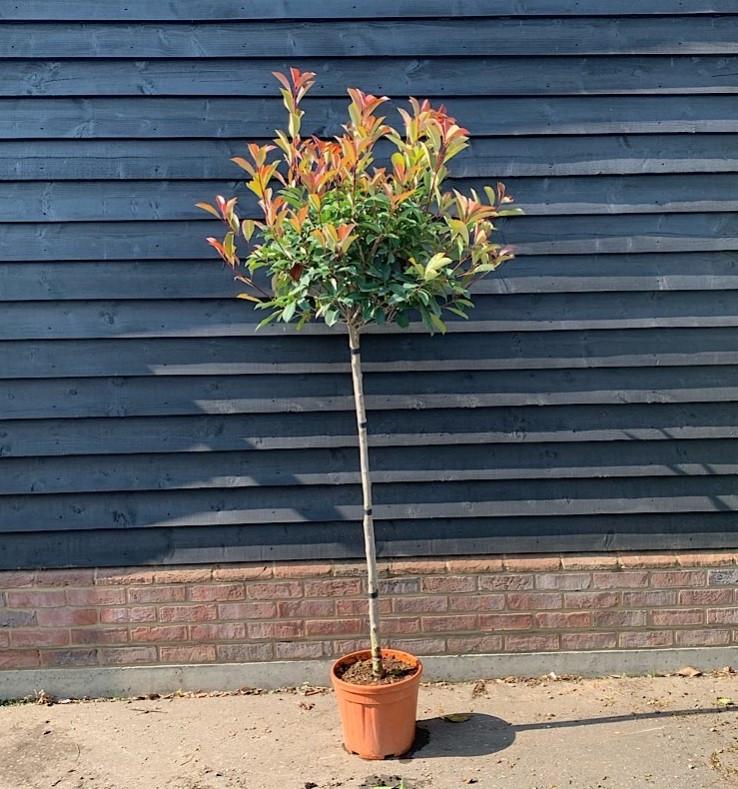 Photinia Fraseri - Red Robin op stam