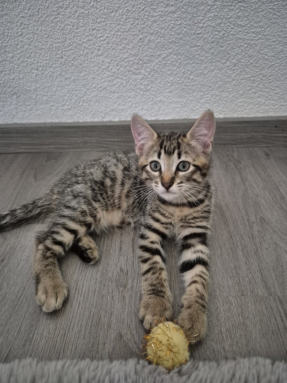 Kittens