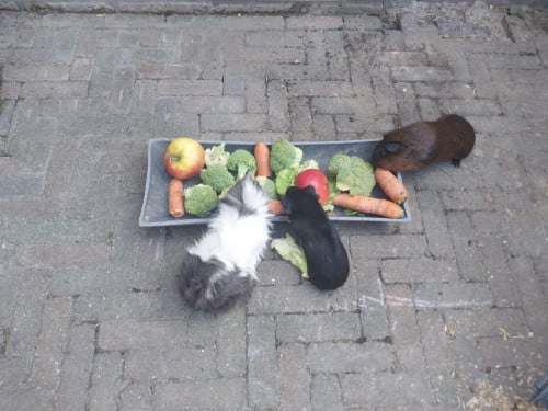 Vrouwtjes cavia's