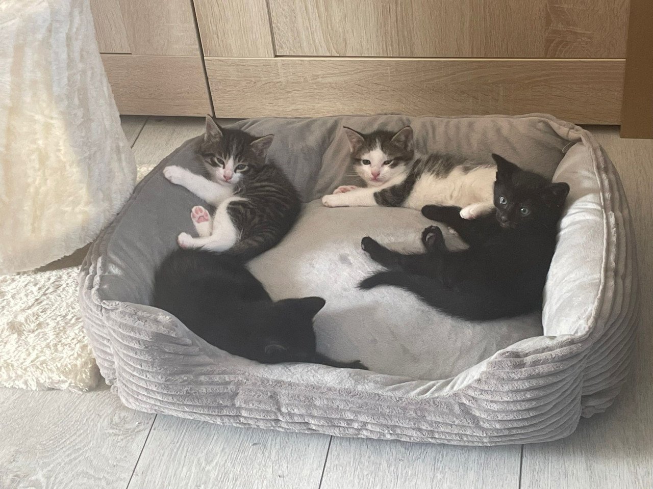 2 kittens