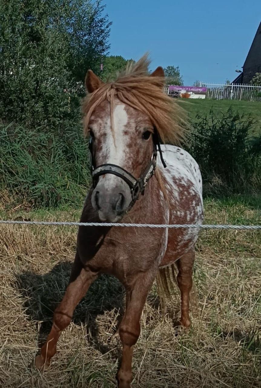 Appaloosa shetlander