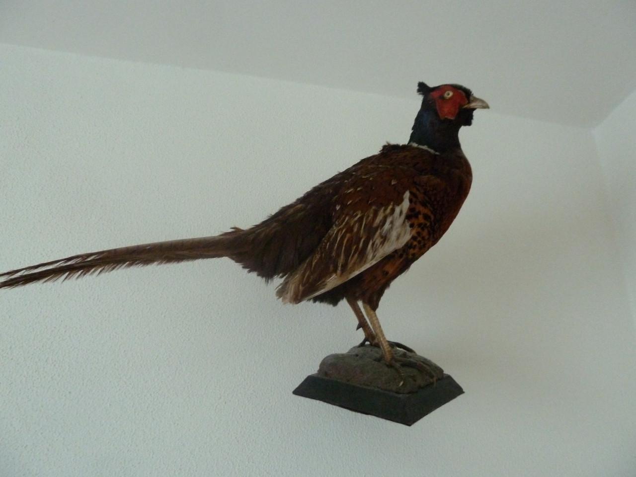 TE KOOP MOOIE FAZANT