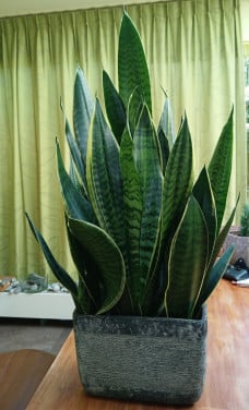 Bloembakken gevuld met sanseveria's   2 stuks