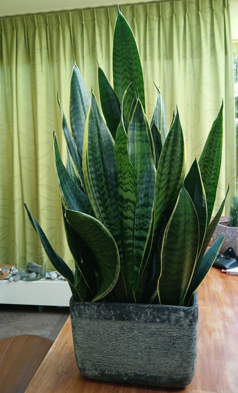 Bloembakken gevuld met sanseveria's   2 stuks
