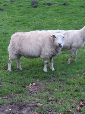 Schaap Texelaar Drachtig kale staart