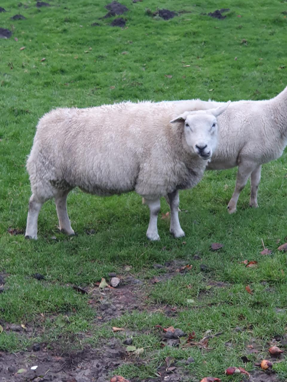 Schaap Texelaar Drachtig kale staart