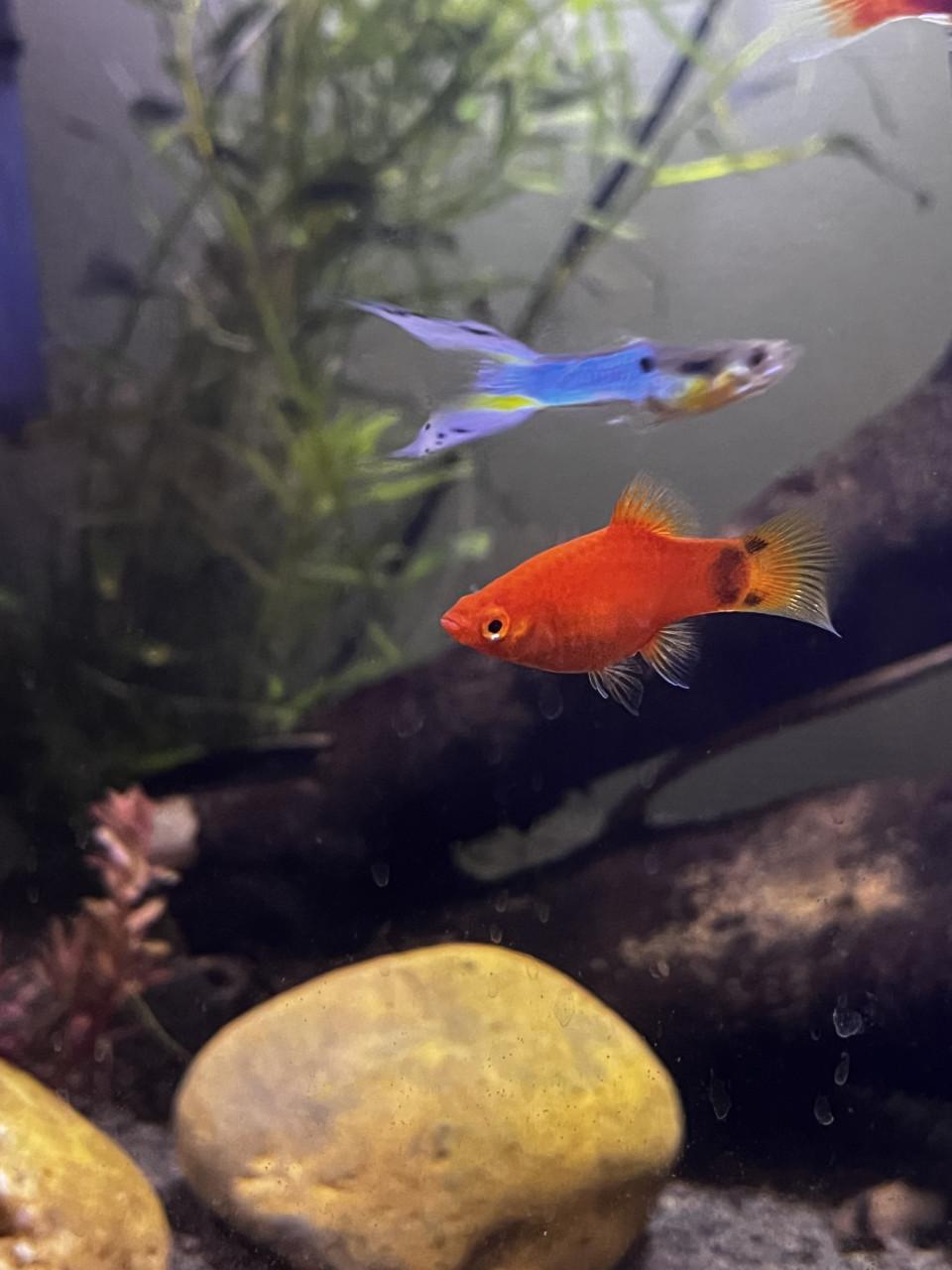 Platys
