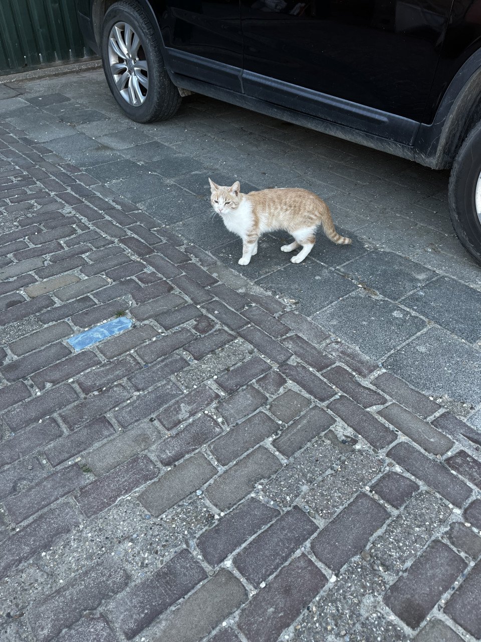 Kater  zeldzame katen kleur ?