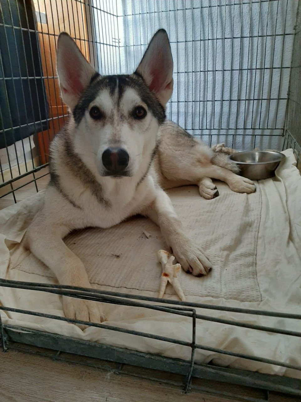 Siberische Husky