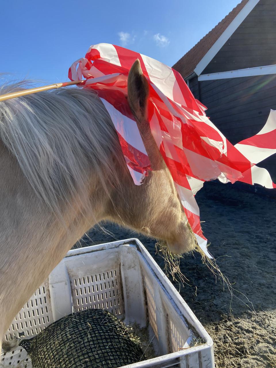 5-jarige Palomino PRE merrie