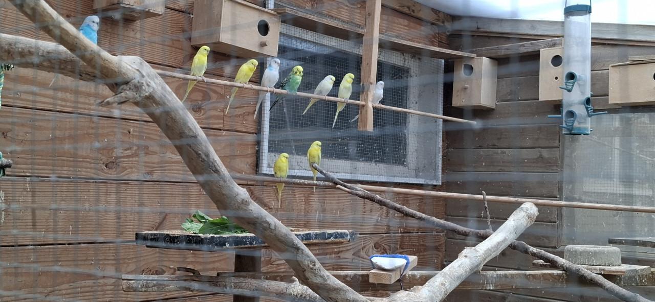 Parkietjes (11 stuks)