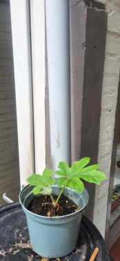 Rijstpapierplant