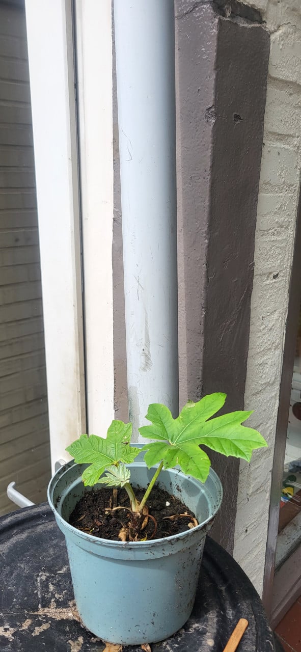 Rijstpapierplant