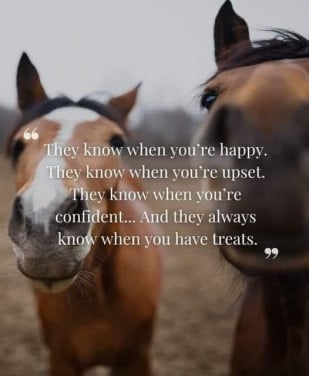 # Equi Pride # Gedrag, Grondwerk, Rijden, Natural Horsemanship etc.