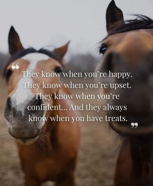 # Equi Pride # Gedrag, Grondwerk, Rijden, Natural Horsemanship etc.