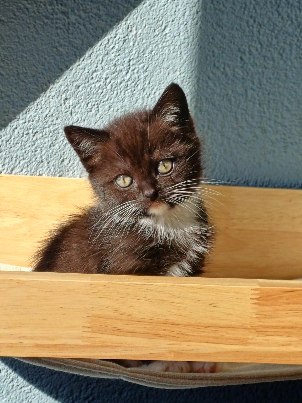 Zeer mooi Brits Korthaar x Ragdoll kitten POESJE
