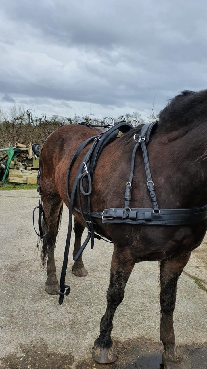 Paard