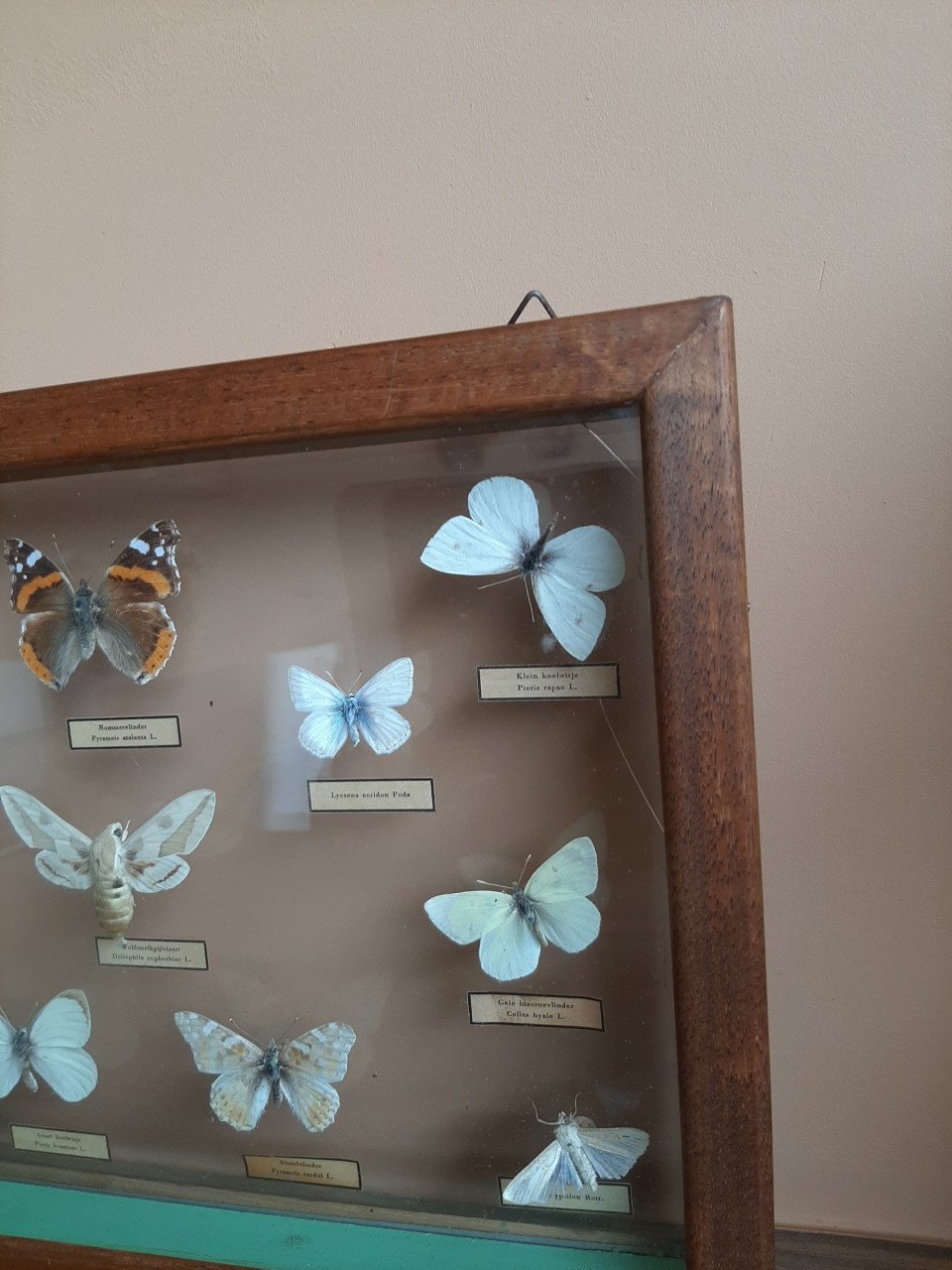 Vlindervitrine