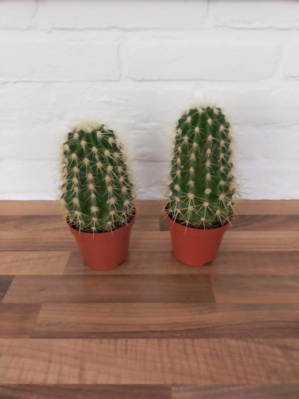 Cactussen