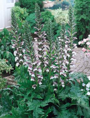 Acanthus zaden