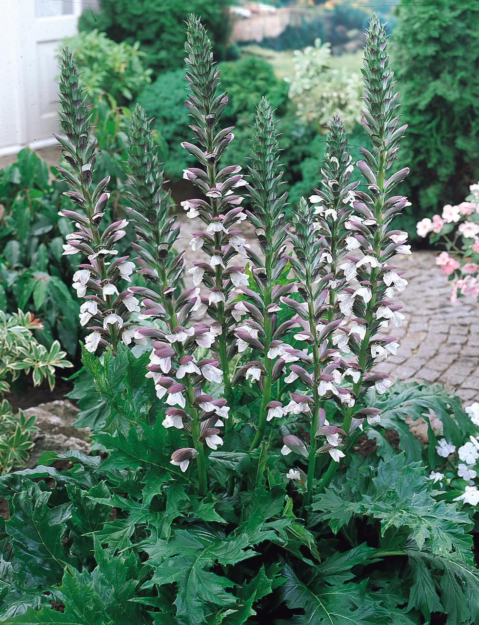 Acanthus zaden