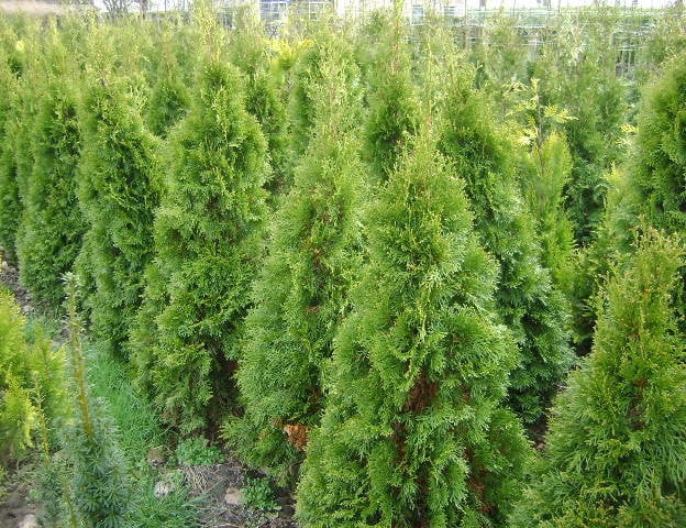Thuja smaragd coniferen