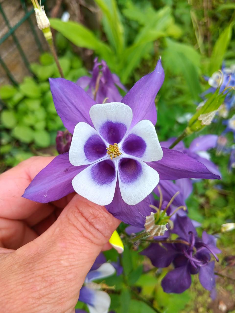 🌸🌺🌼Biologisch Gekweekte BloemZaden🌼🌺🌸