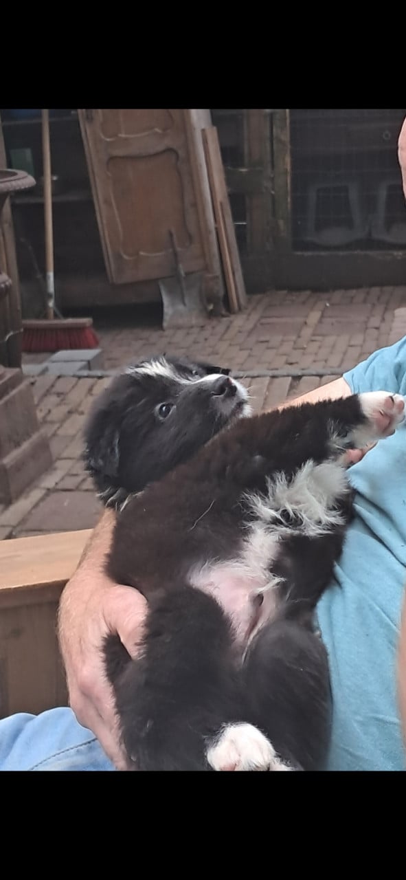 Australian Shepherd