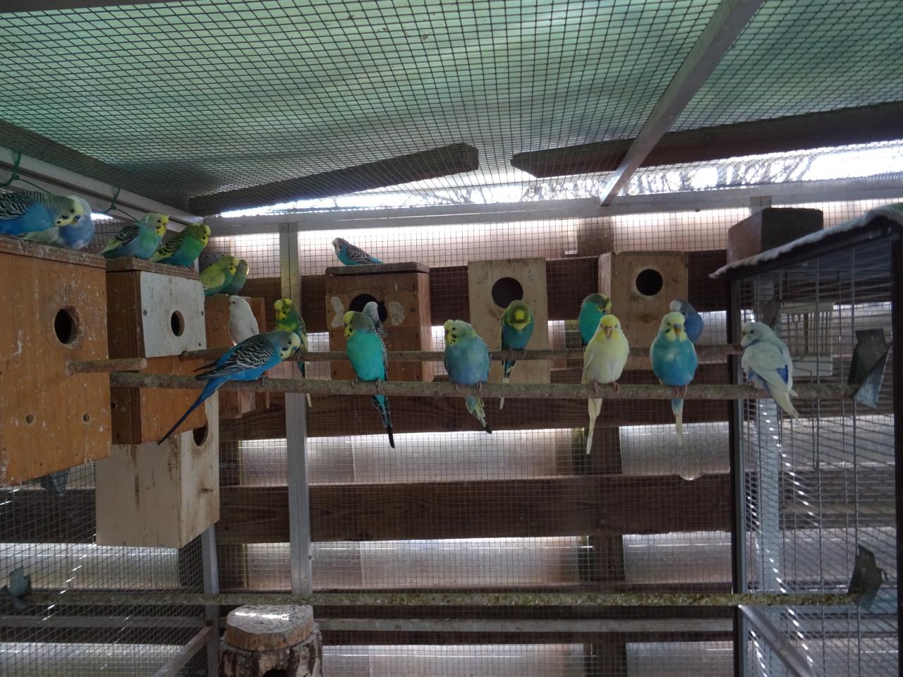 Te koop mooie gezonde grasparkieten broedrijp en ook  jongere