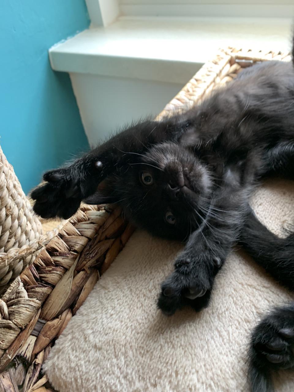 🌸 kitten kater🌸