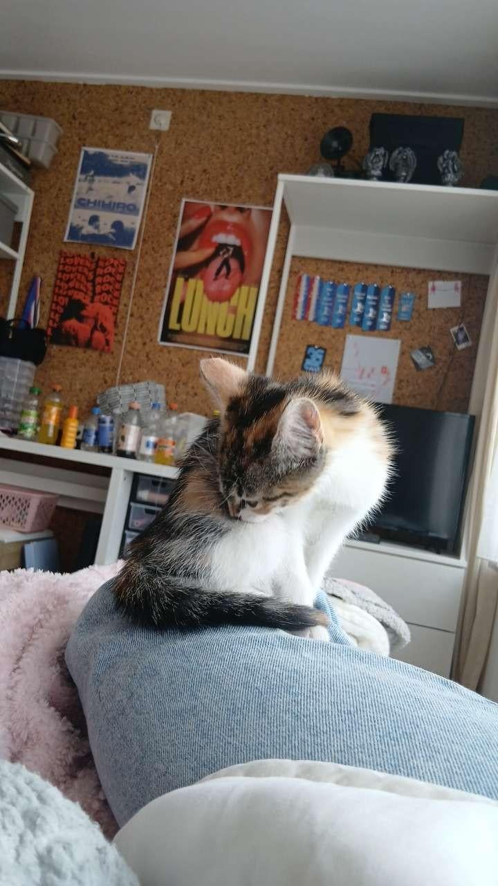 Kitten