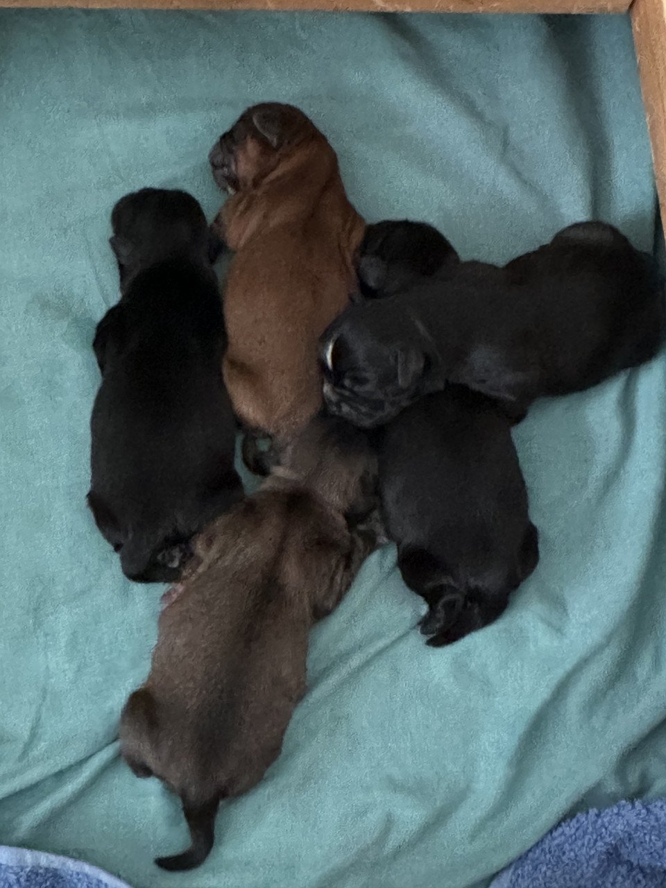Boomer pups