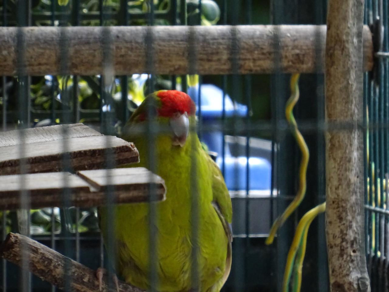 Te koop mooi koppel kakariki s laulierkleur groen met rode vlek op de kop !