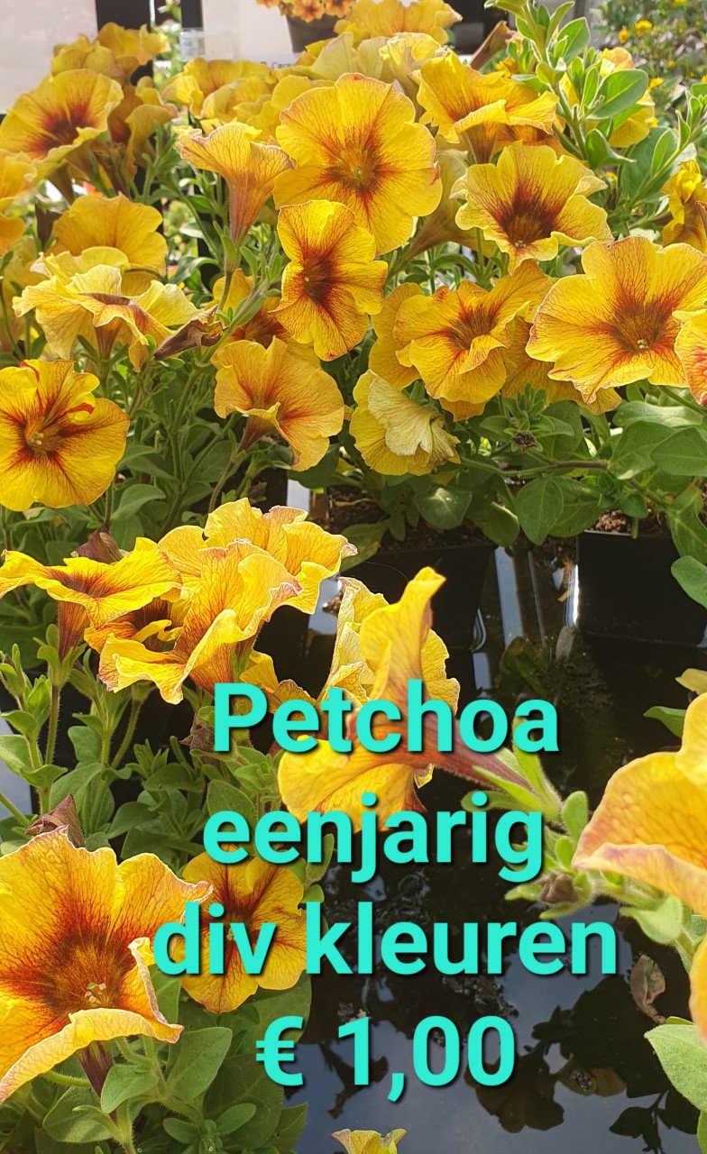 TUINPLANTEN leuke prijzen!