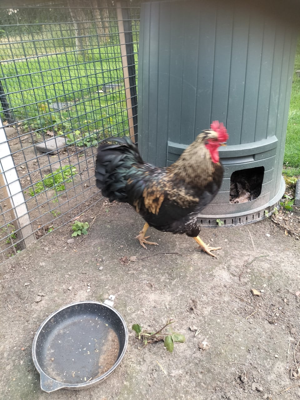 Gratis: Grote haan, 1 jaar oud.
