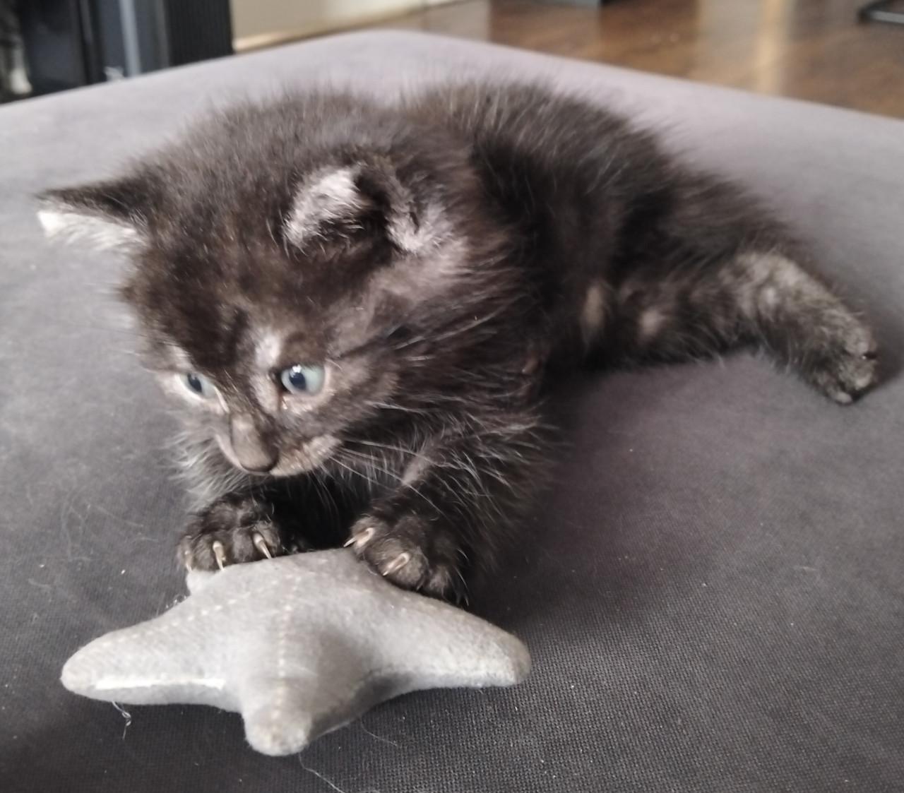 Kitten - mannetje