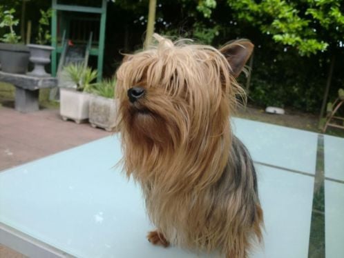 Pup teefje Yorkshire Terrier ruim 8 weken oud mag nu weg