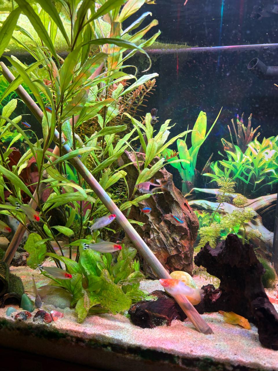 Juwel 120 liter aquarium incl. Vissen en toebehoren
