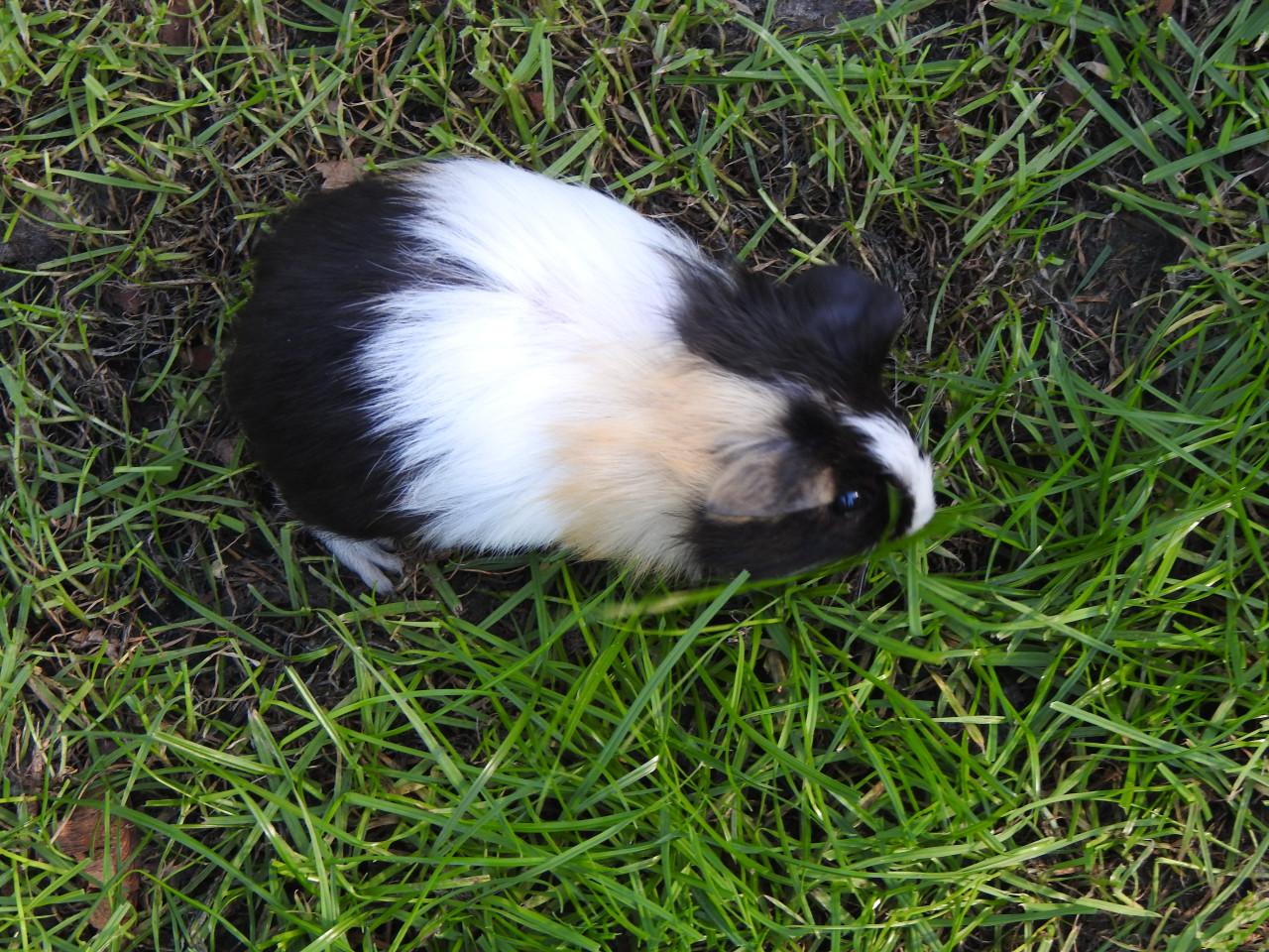 Cavia Zeug