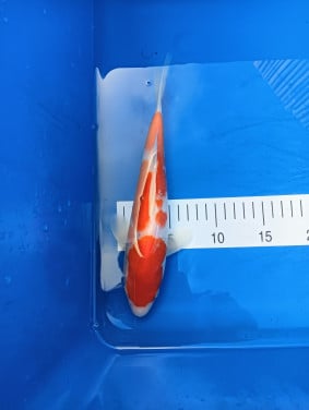 Japanse Koi