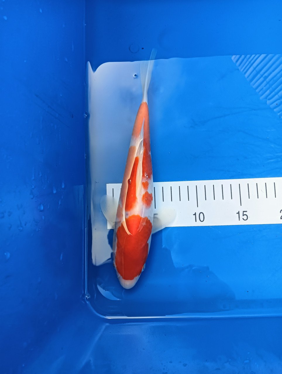 Japanse Koi