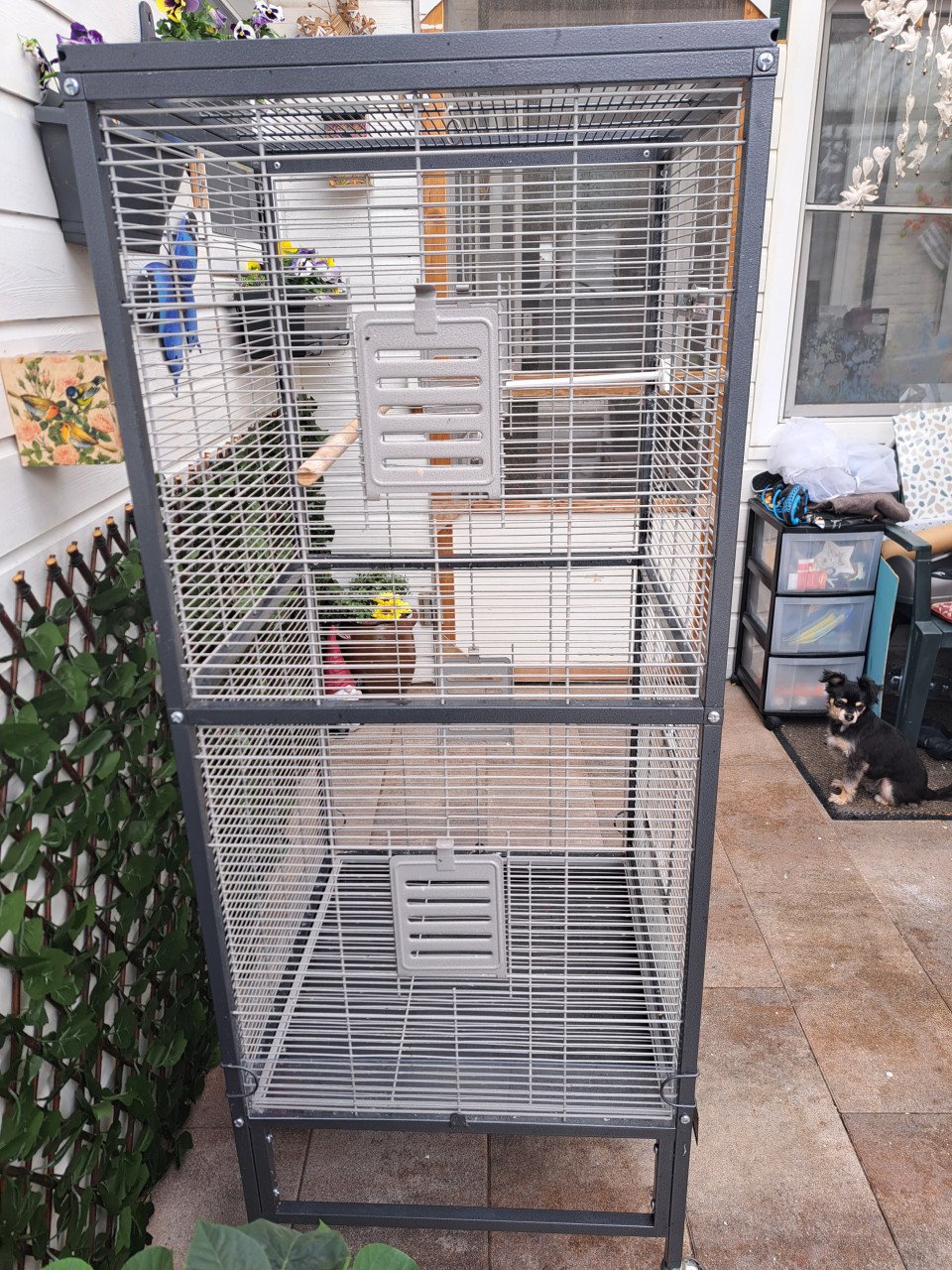 Grote vogelkooi