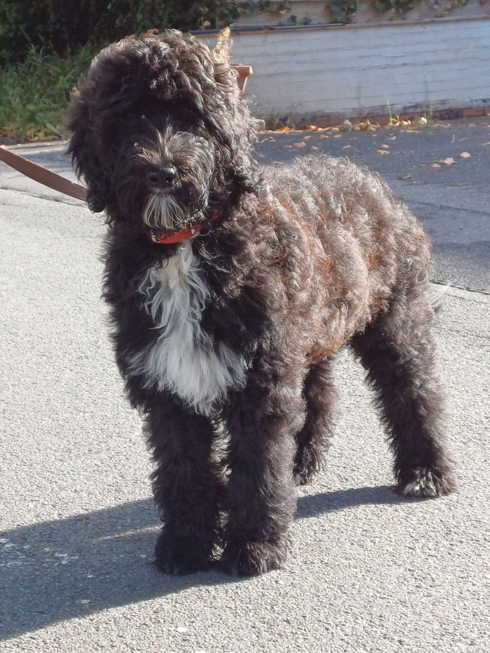 Labradoodle teefje