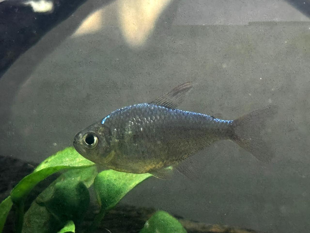 Compleet aquarium 70 liter 56 cm br 33 diep x 40 hoog