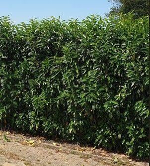 5 xPrunus Genolia (laurier)