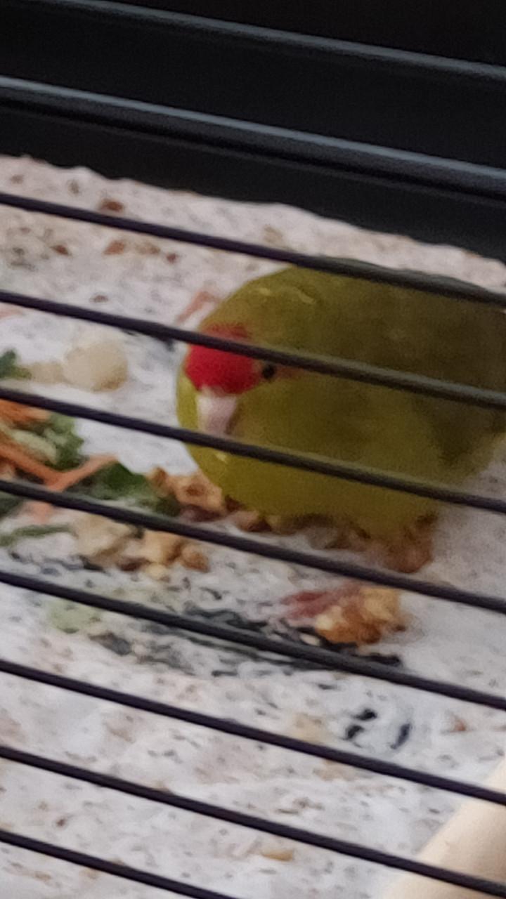 GEVRAAGD !!!! Broedrijpe Kakariki pop