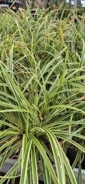 Siergras Carex ice dance