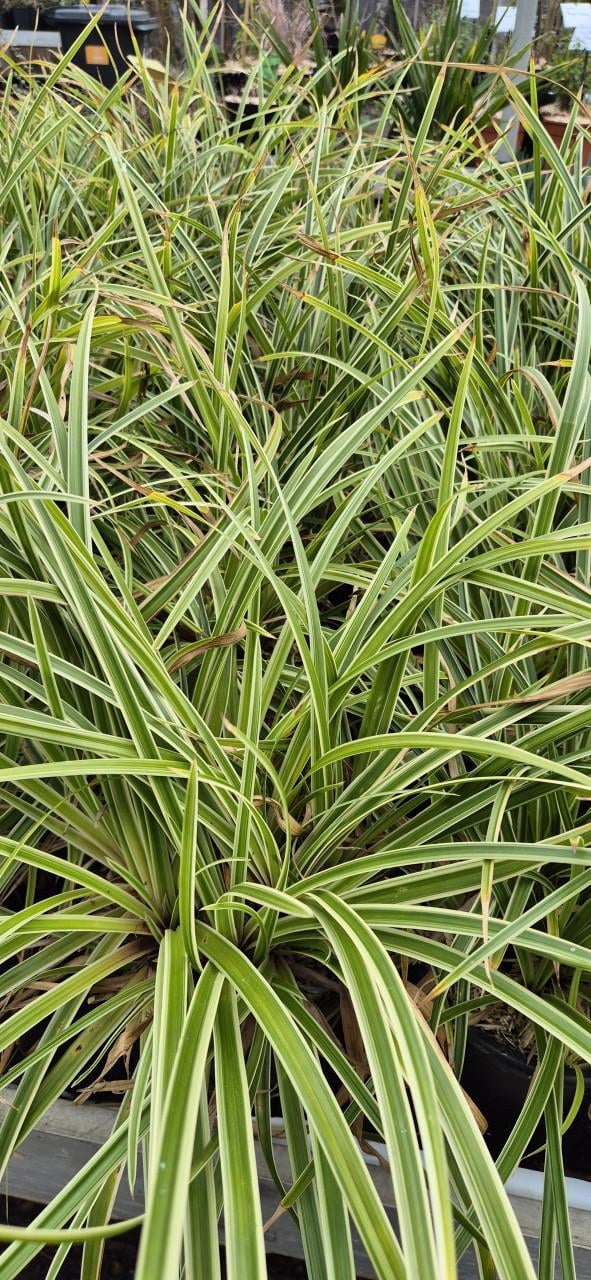 Siergras Carex ice dance